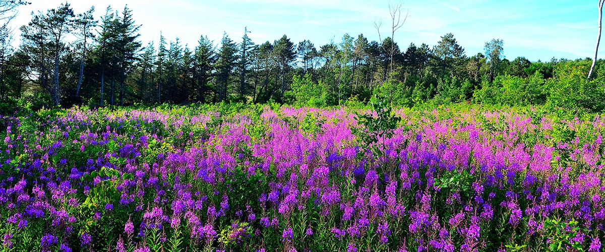 Blühende Heide vor dem Inselwald