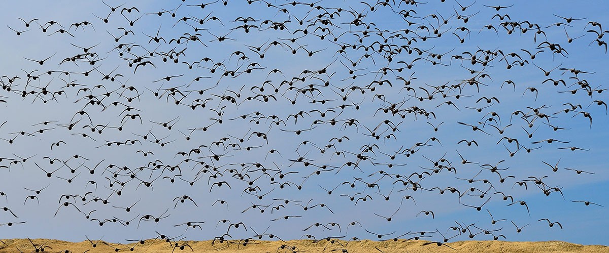 Großer Vogelschwarm über dem Strand