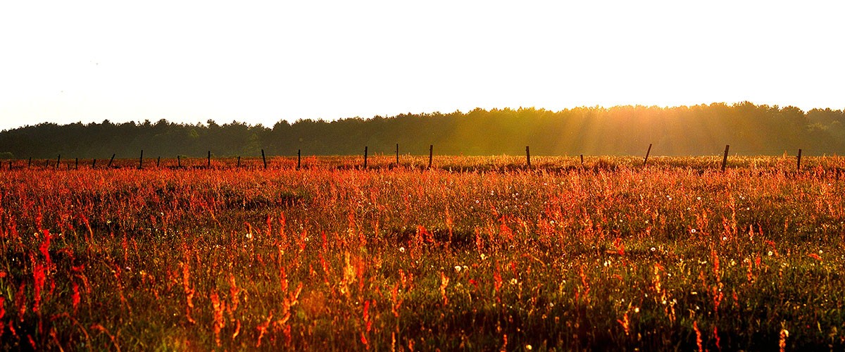 Rot leuchtende Heide im Abendlicht am Waldrand