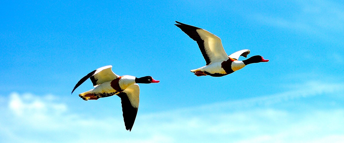 Zwei Brandgänse im Flug vor blauem Himmel