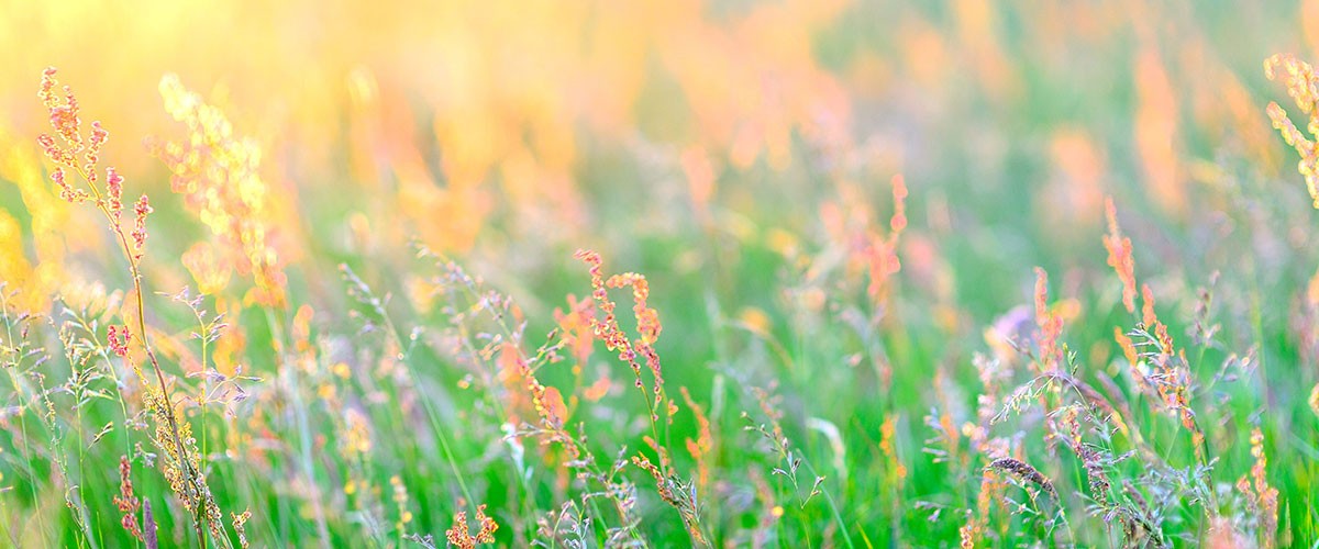 Wiesenblumen und Gräser aus der Nähe